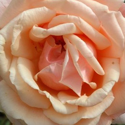 Rosa Child of My Heart™ - trandafir cu parfum discret - Trandafir copac cu trunchi înalt - cu flori teahibrid - roz - Peter Beales - coroană dreaptă - ,-